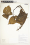 Syngonium macrophyllum image