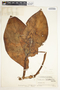 Syngonium macrophyllum image