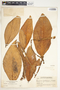 Syngonium macrophyllum image