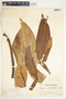Syngonium macrophyllum image
