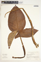 Syngonium macrophyllum image