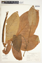 Syngonium macrophyllum image