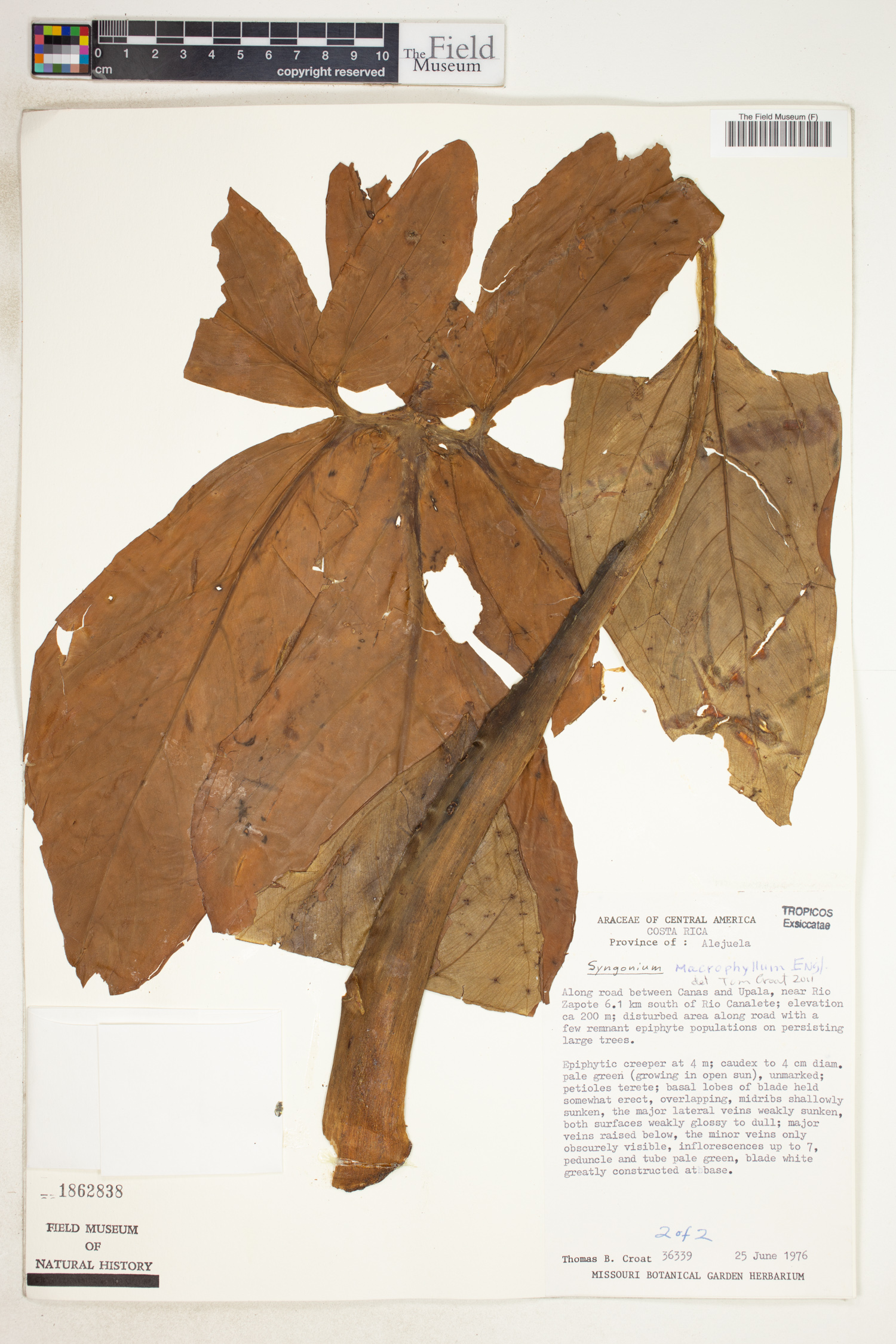 Syngonium macrophyllum image