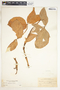 Syngonium neglectum image