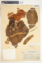 Syngonium neglectum image