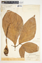 Syngonium neglectum image