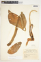 Syngonium neglectum image