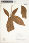 Syngonium neglectum image