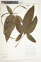 Syngonium neglectum image