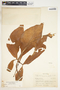 Syngonium neglectum image