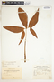 Syngonium neglectum image