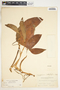 Syngonium neglectum image