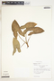 Syngonium neglectum image