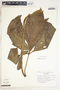 Syngonium neglectum image