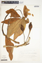 Syngonium neglectum image