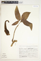 Syngonium neglectum image