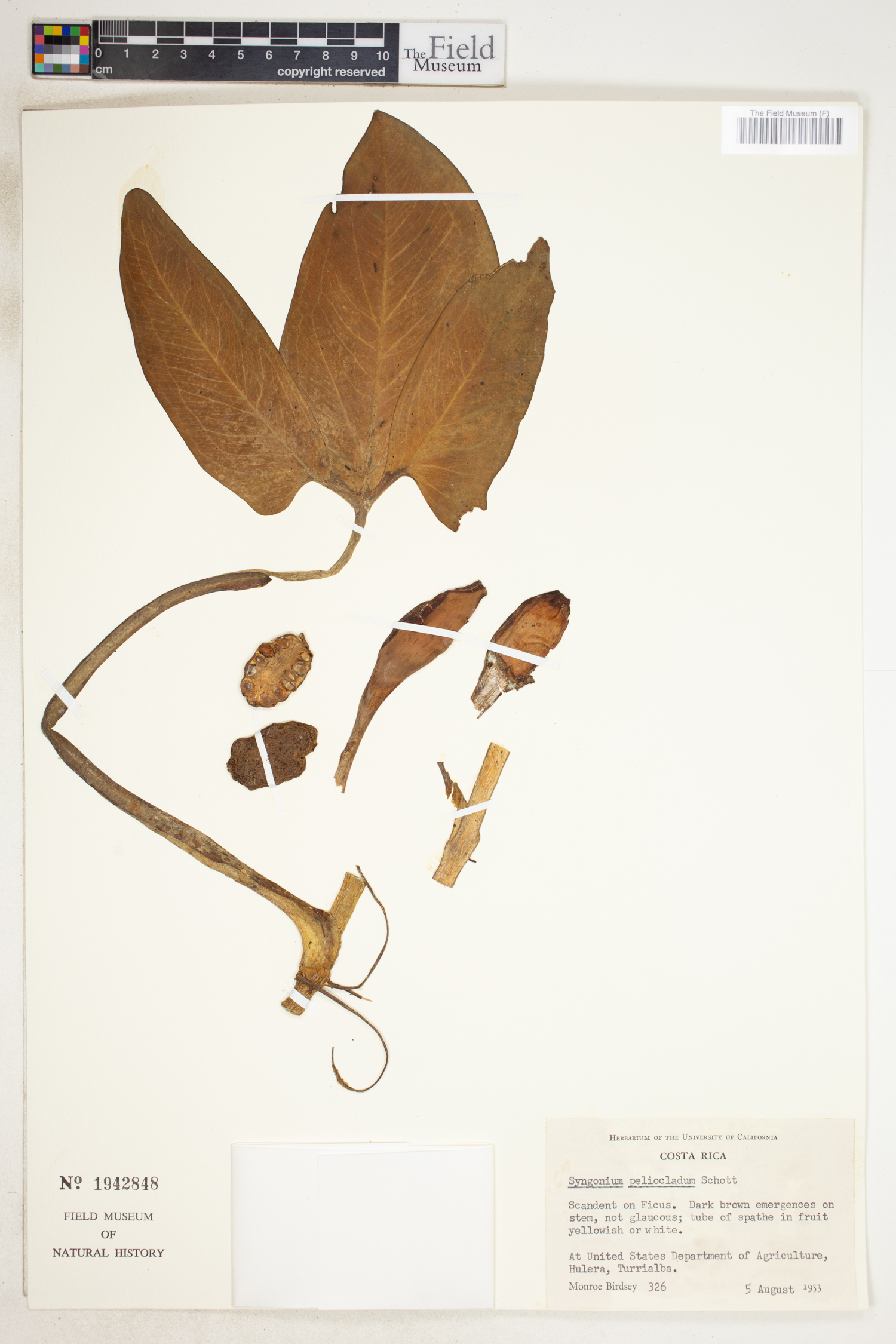 Syngonium podophyllum var. peliocladum image