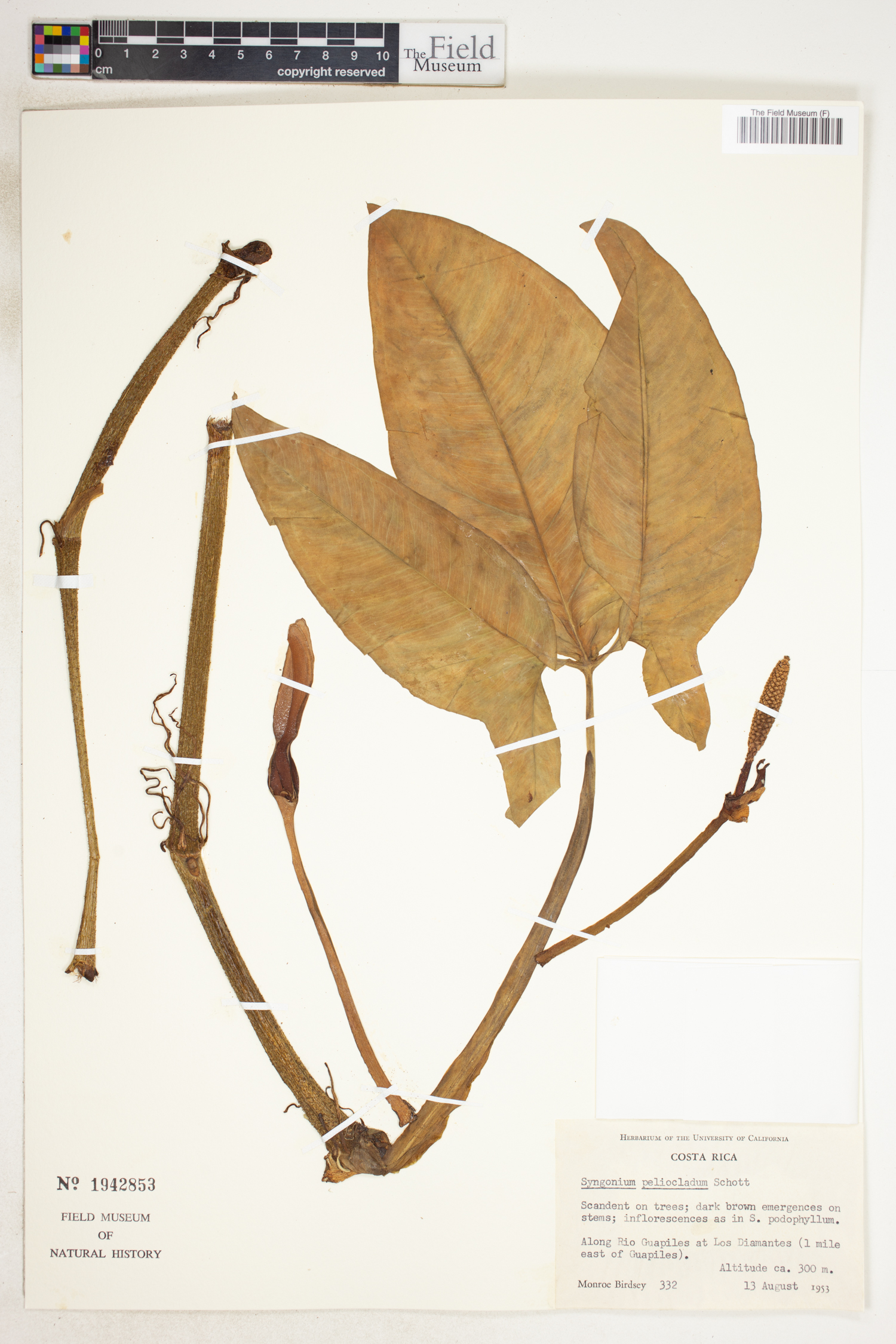 Syngonium podophyllum var. peliocladum image