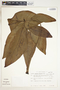 Syngonium neglectum image