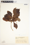 Pinarophyllon flavum image