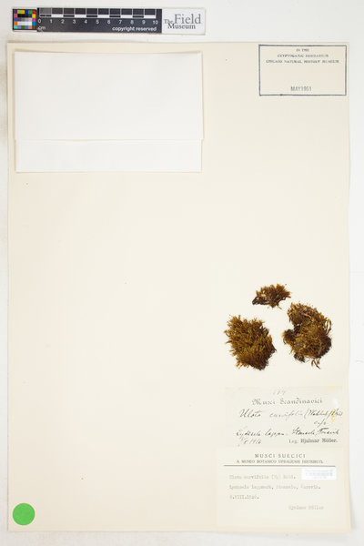 Ulota curvifolia image