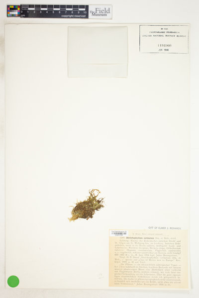 Daltonia carinata image
