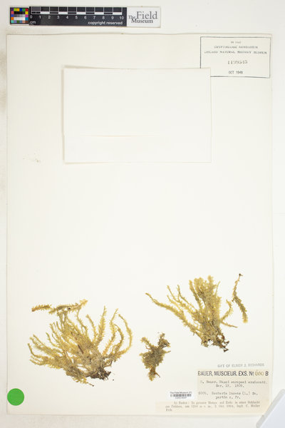 Hookeria lucens image