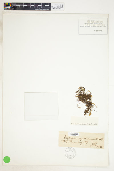 Dichelyma capillaceum image