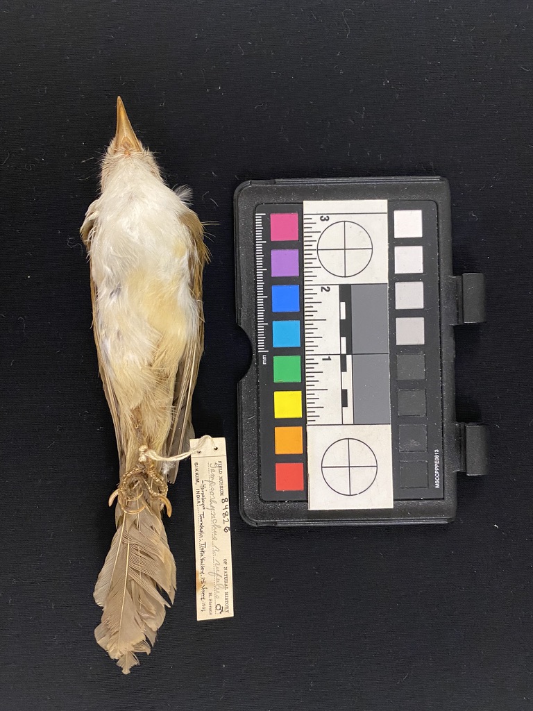 White-hooded Babbler