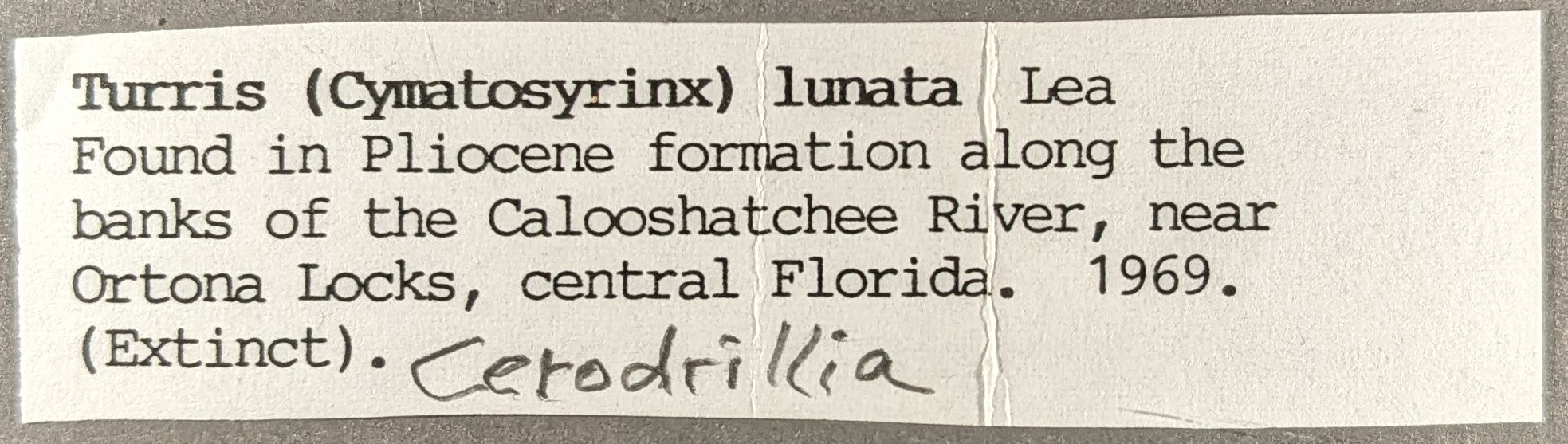 Cymatosyrinx lunata image