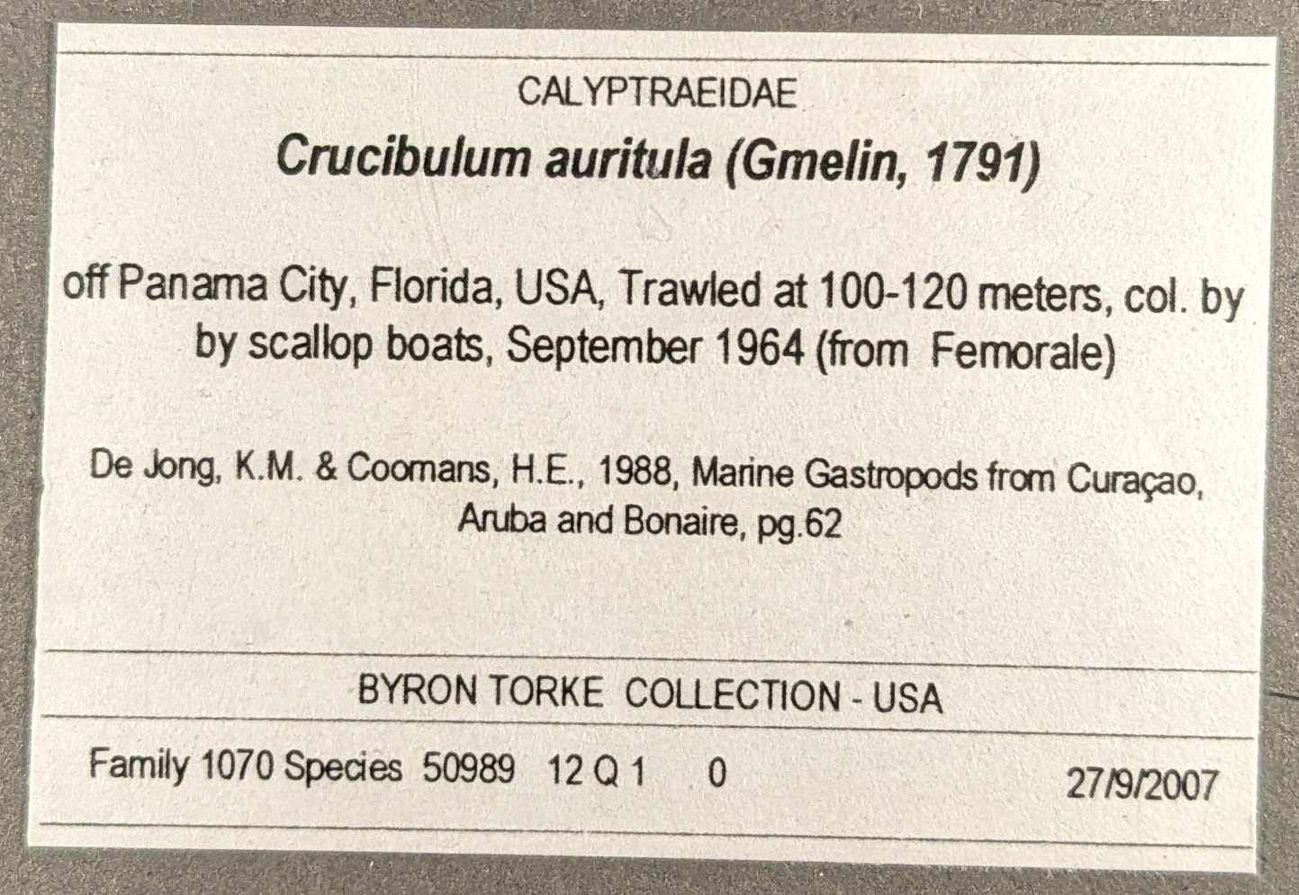 Crucibulum auricula image
