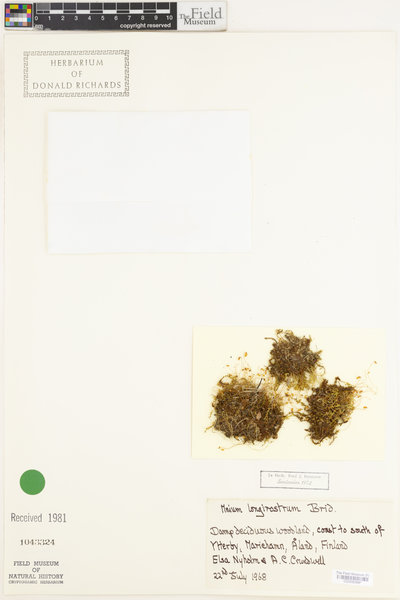 Plagiomnium rostratum image