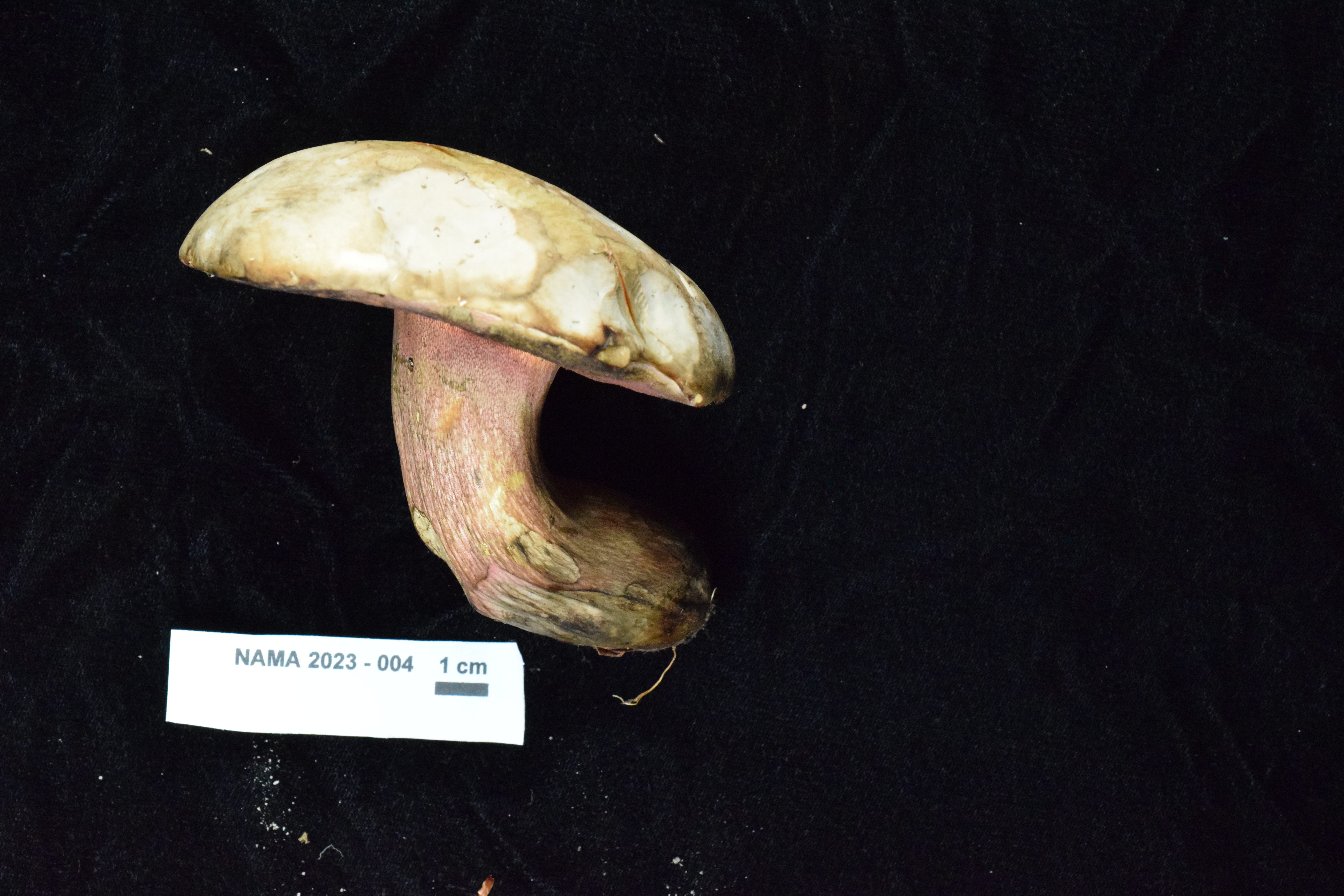 Caloboletus firmus thumbnail