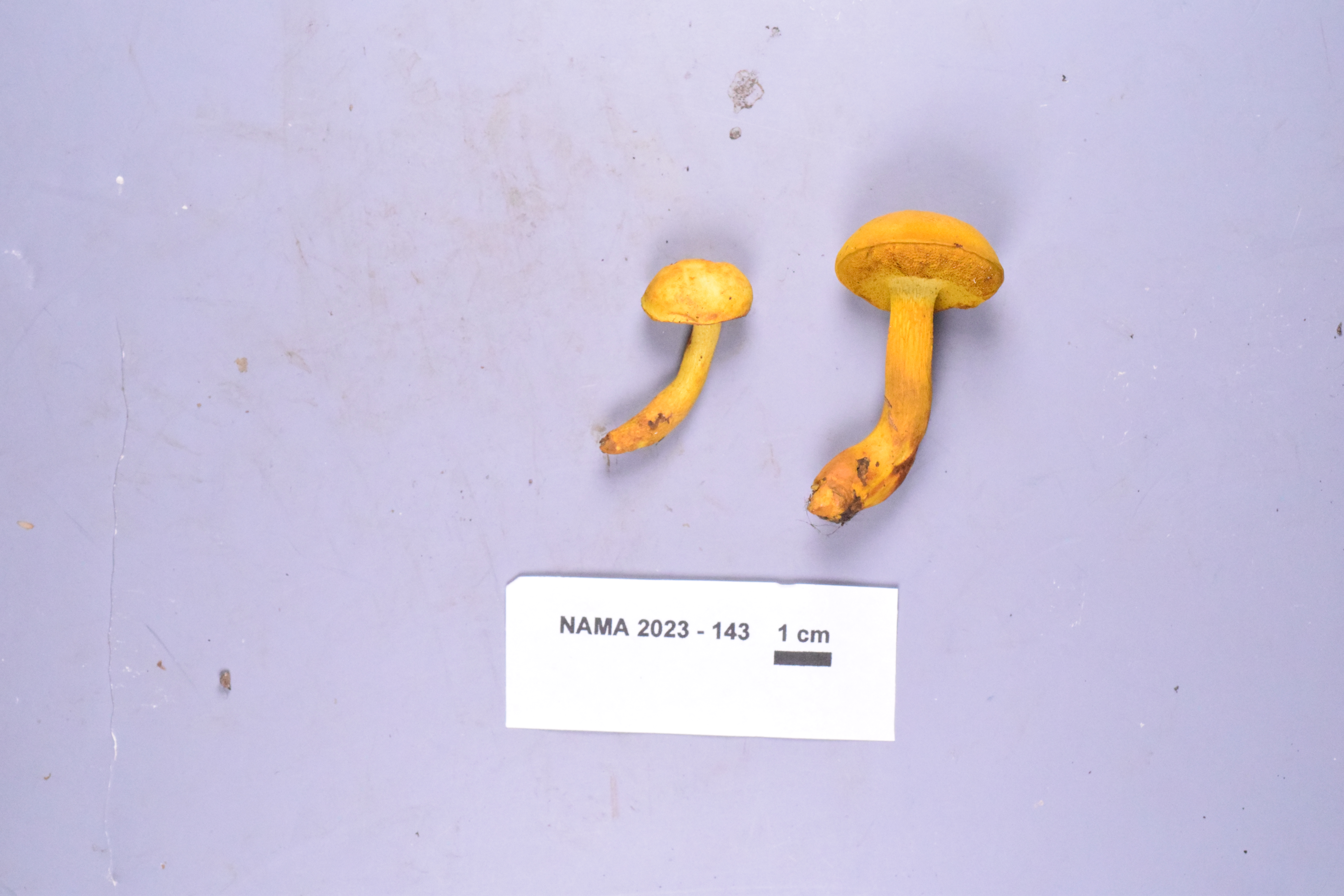 Boletus aurantiosplendens thumbnail