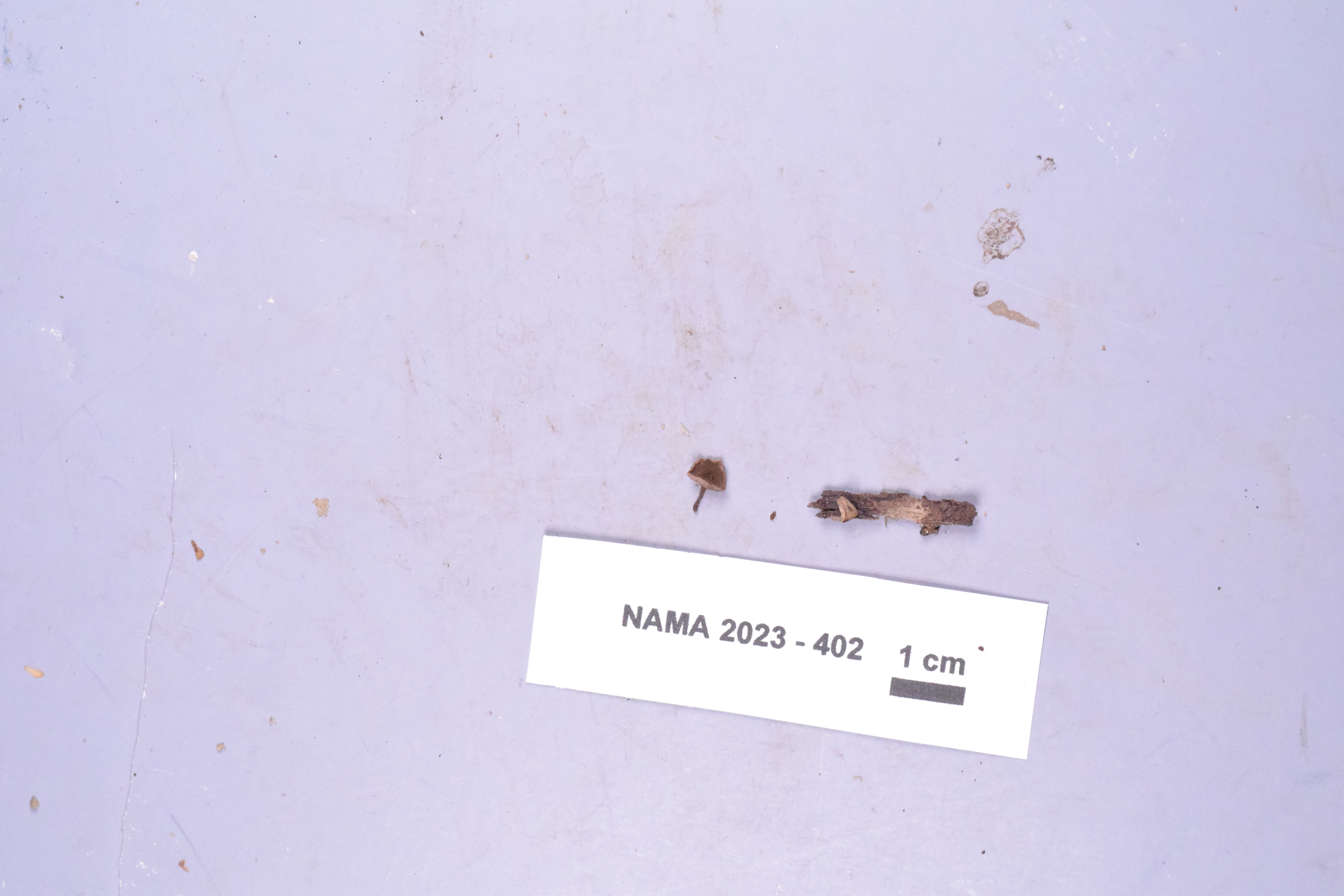 Tatraea macrospora