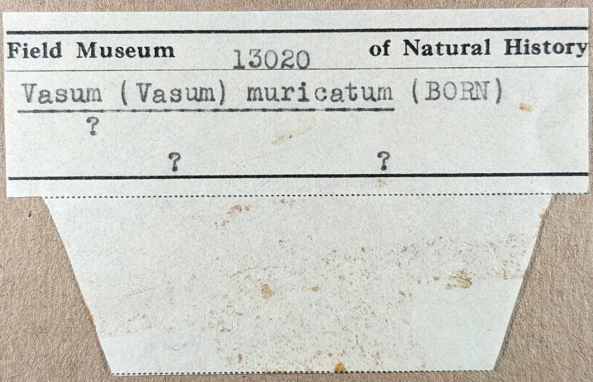 Vasum muricatum image