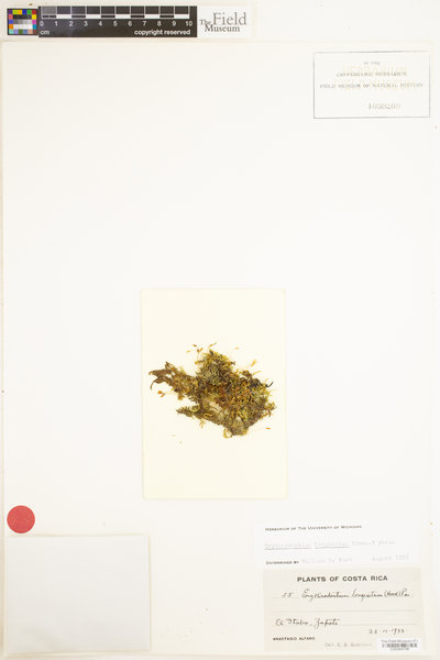 Erythrodontium longisetum image