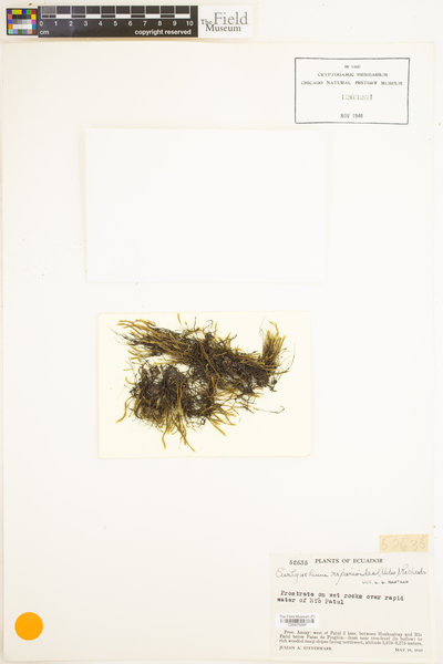 Rhynchostegium riparioides image