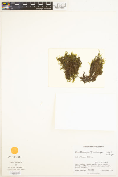 Kindbergia praelonga image