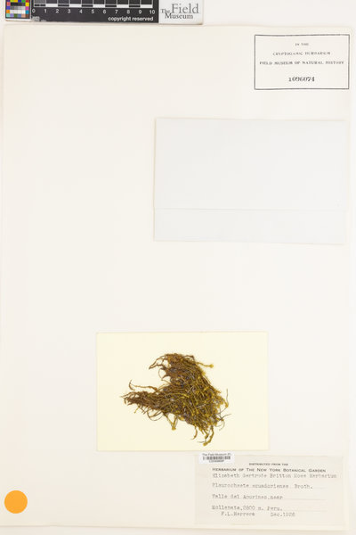 Pleurochaete luteola image