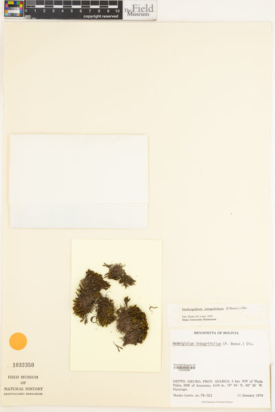 Hedwigia integrifolia image