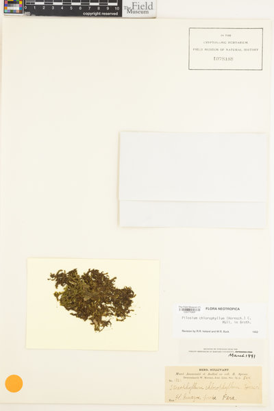 Pilosium chlorophyllum image