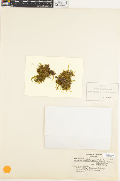 Pilosium chlorophyllum image