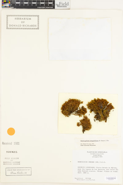 Hedwigia integrifolia image