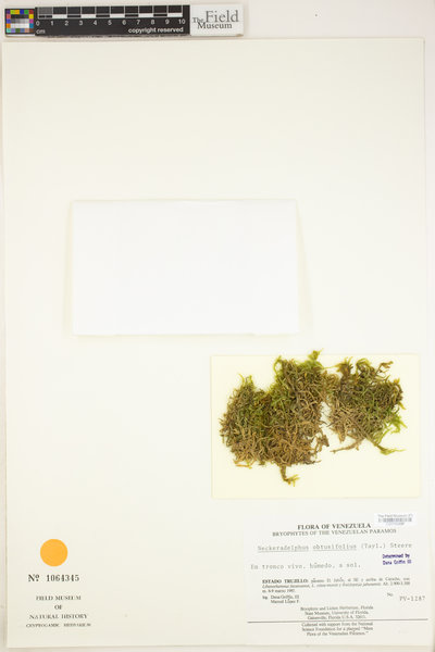 Neckera obtusifolia image