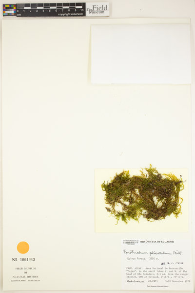 Scabrellifolium substriatum image