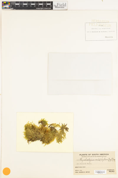 Rhynchostegium conchophyllum image
