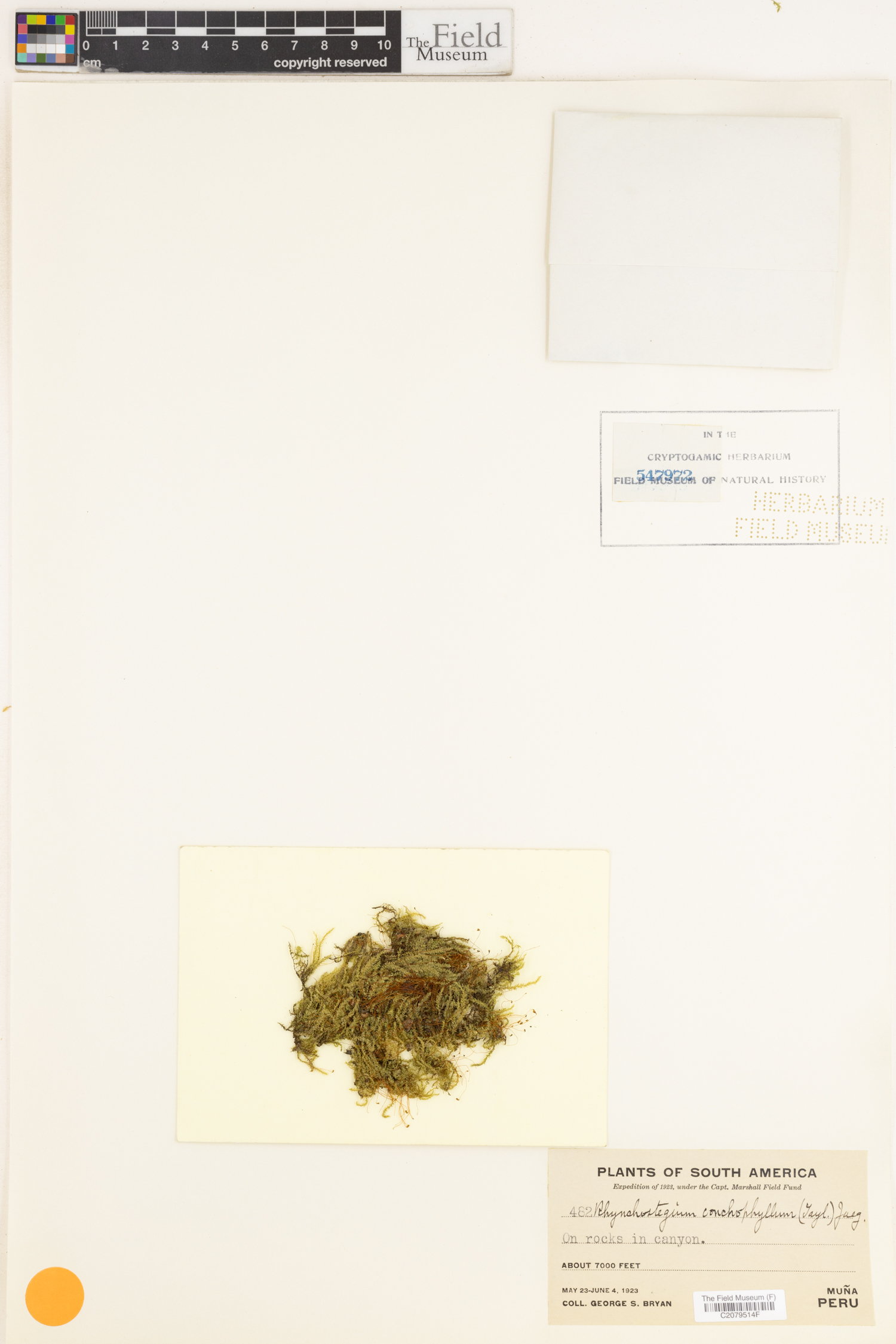 Rhynchostegium conchophyllum image