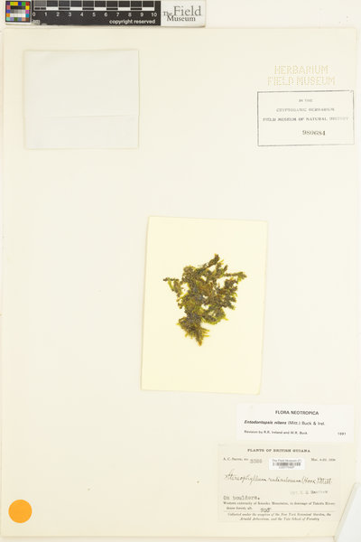 Stereophyllum radiculosum image