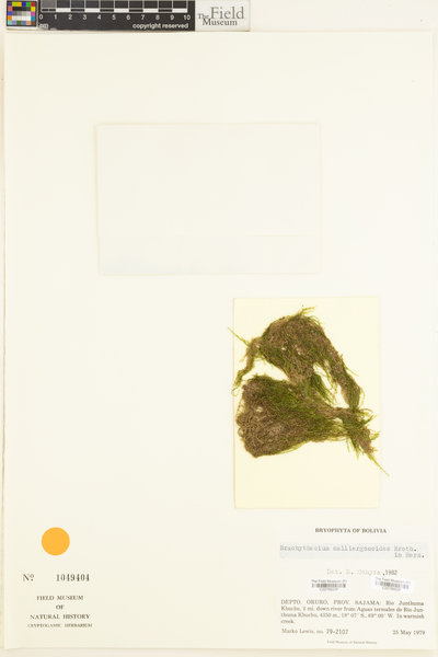 Brachythecium calliergonoides image
